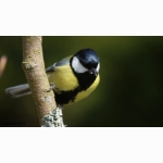 20220422 Kohlmeise 1 DSC07164 (1).jpg